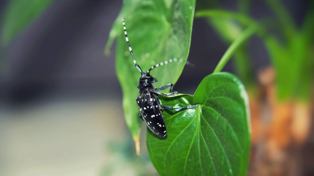 好看的鞘翅目昆虫图片,世界上最罕见的昆虫摄影