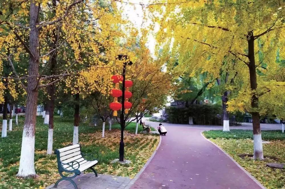 创森进行时丨立冬后，我把丰台的秋，收进了相册里