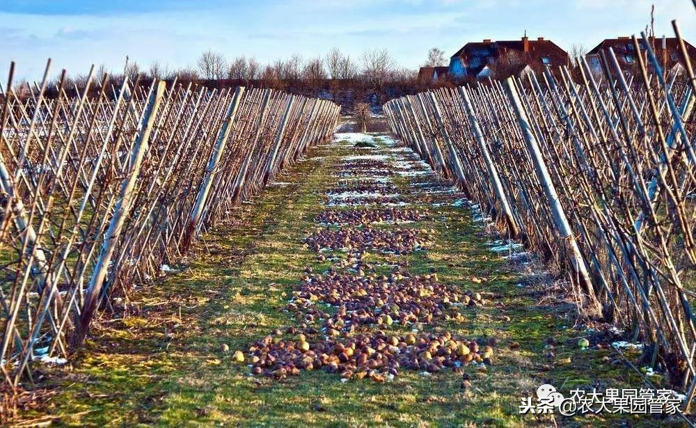 春季病虫害防治几月最佳,秋冬季树木病虫害用什么药
