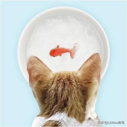 养猫这么多年你怎么连碗都摆不对 (养猫省钱妙招猫碗)