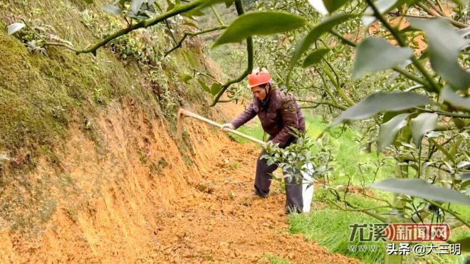 小康来敲门生态养羊,小康来敲门脱贫