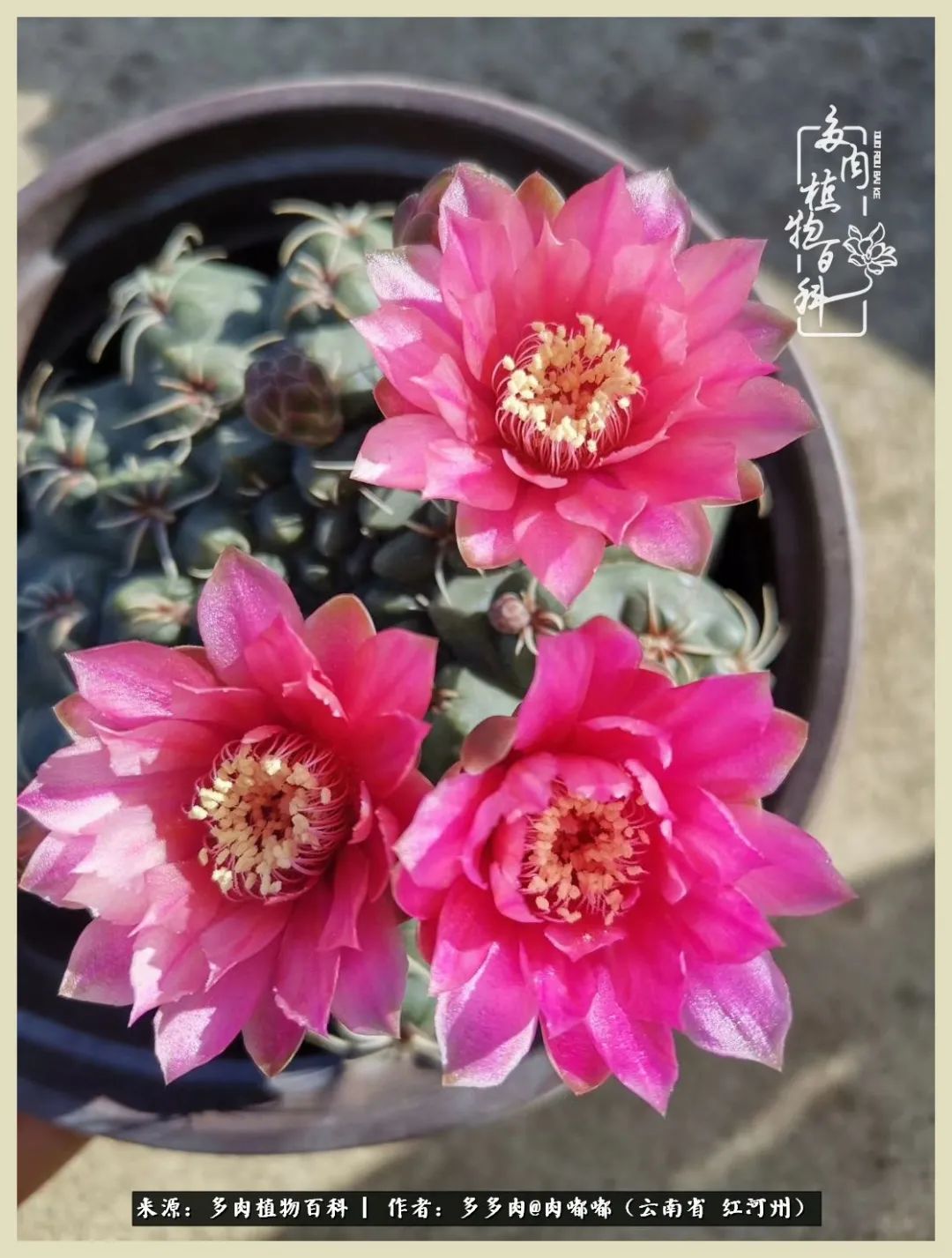 这个春天我们一起去赏花,这个季节我们一起去看花