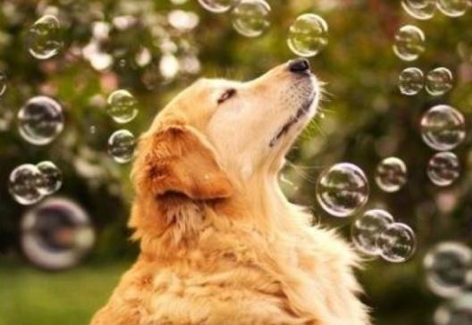 选金毛要选活泼的还是温顺的,选金毛怎么选