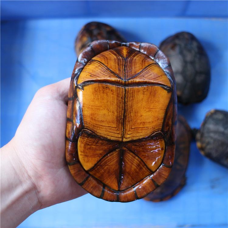 新手水龟,宠物水龟新手指南