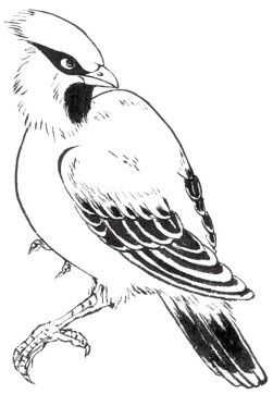 国画初学者入门步骤鸟禽,国画各种鸟类画法大全