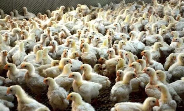 鸡支气管堵有什么治疗方法,肉食鸡支气管堵塞最好的解决方法