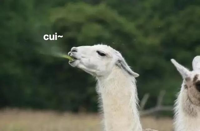 神兽羊驼有多厉害,为什么羊驼被称为十大神兽之一