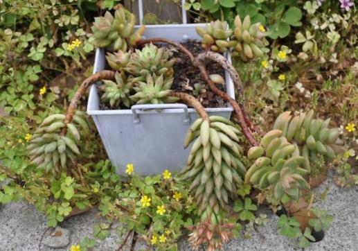 夏季养多肉用什么颜色的遮阳网好,多肉新手用什么土养最好