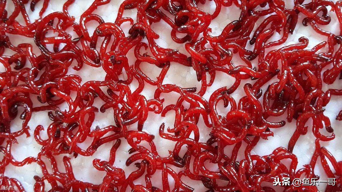 红虫钓饵如何保存,钓鱼饵红虫怎么长期储存