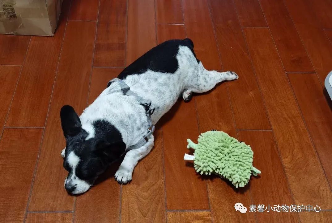 领养代替购买|2021年6月份福州线上宠物领养活动