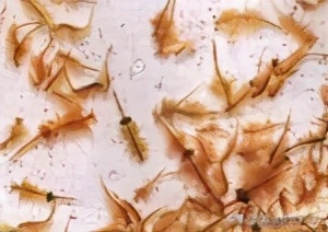 孔雀鱼冬季如何换水,冬季孔雀鱼几天喂一次