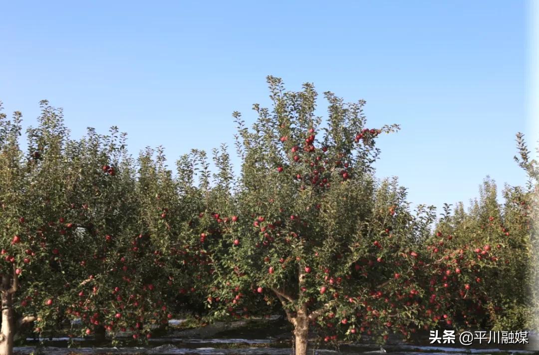 又香又脆又甜的苹果,好吃的苹果又脆又甜青苹果