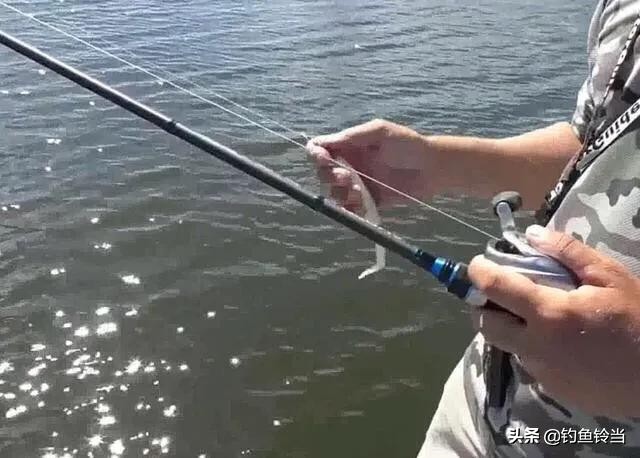 形似鲥鱼的鱼有哪些,在没有鳜鱼的河里能放生鳜鱼吗