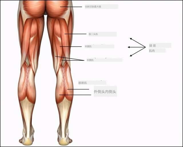 拉伸小腿后侧体式,空中瑜伽大腿后侧拉伸体式