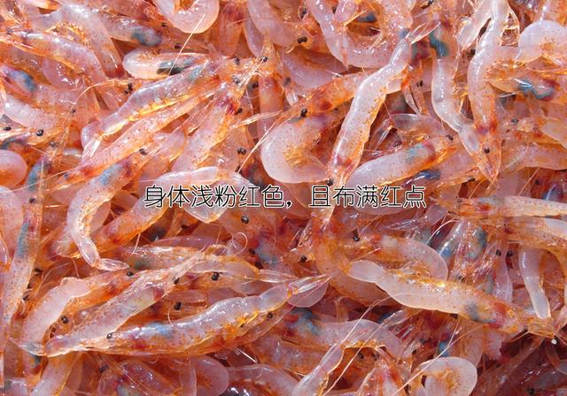 硬壳罗氏虾和软壳罗氏虾的区别,罗氏虾鳌虾甜虾有什么不同