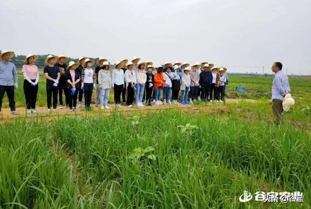 谷宝“六不用”——生态农业的初心与坚守