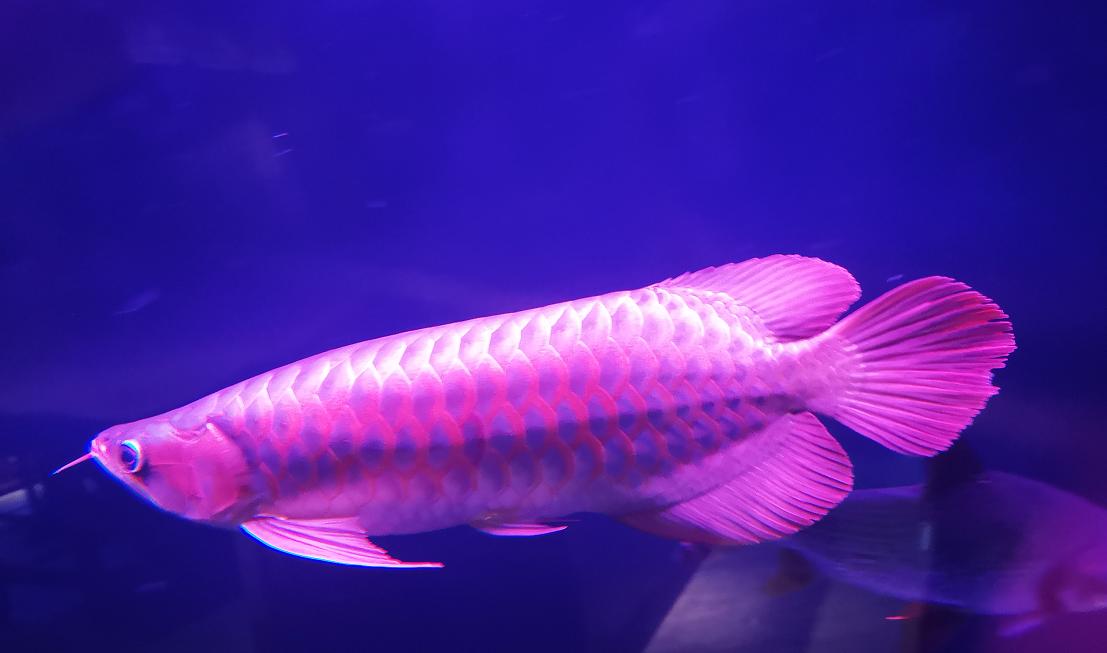 观赏鱼总是打架受伤怎么办,蓝鲨观赏鱼身体被咬外伤怎么办