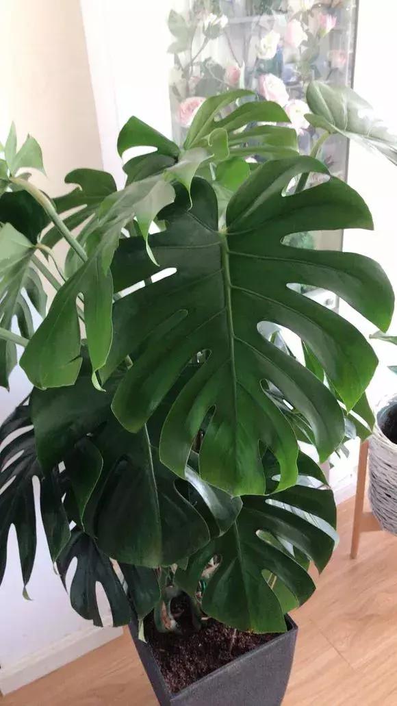 吊兰和绿萝哪个吸甲醛好养,绿萝和吊兰能清除甲醛吗