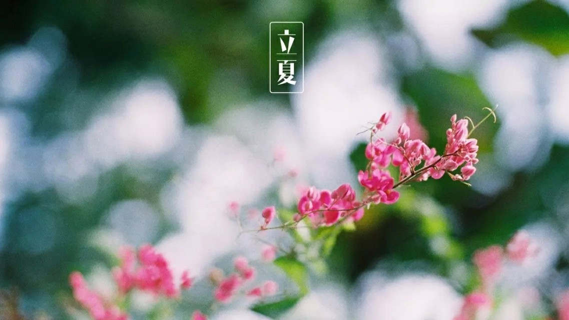 今日立夏风暖人间草木香全诗,立夏风暖人间草木香说说