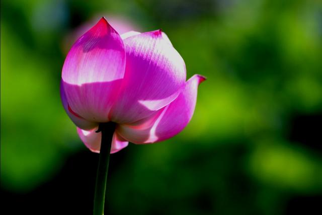 最美的荷花诗句,一起赏荷花的诗词歌赋