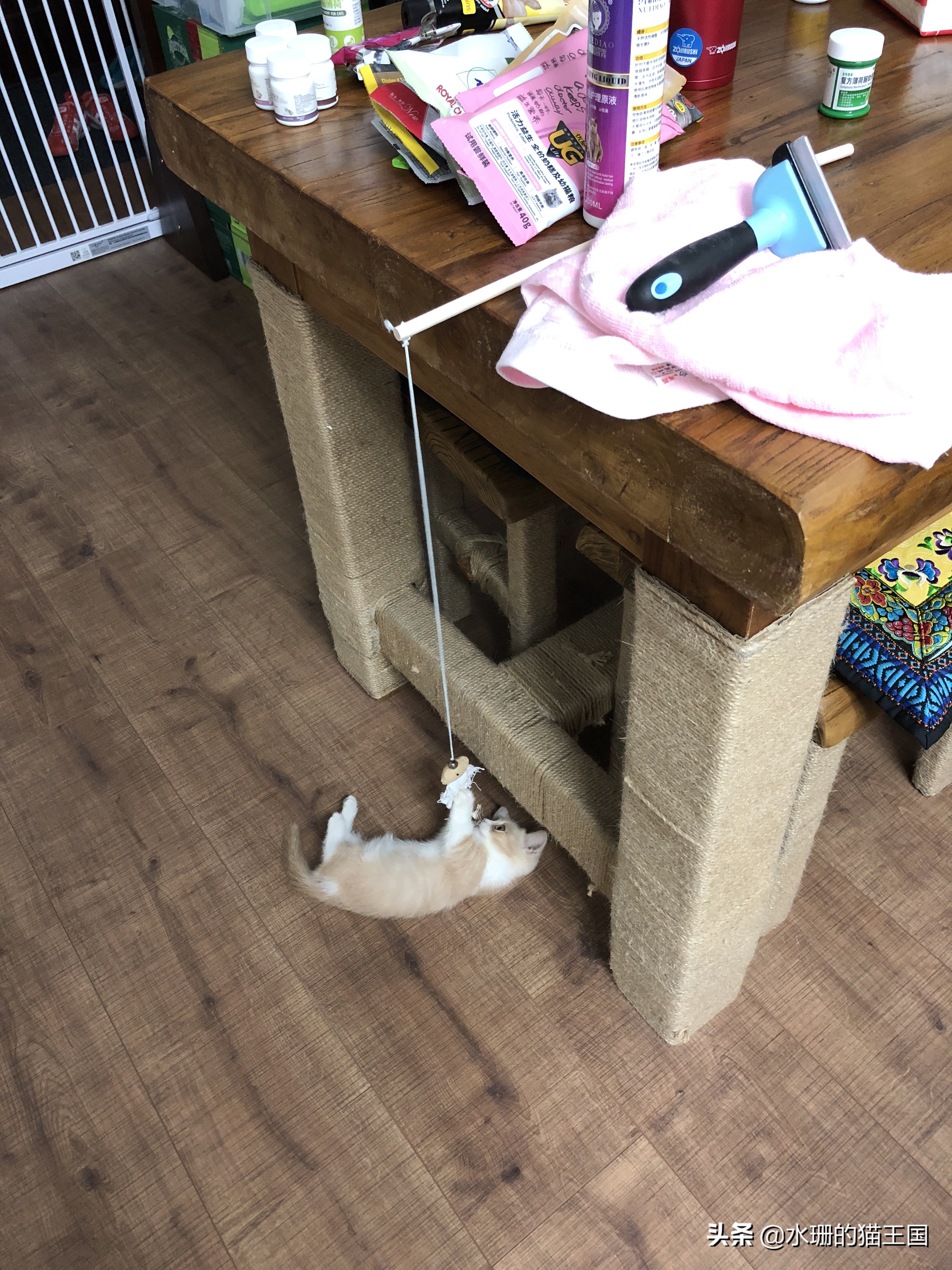 没有不磨爪爪的猫,可猫咪到处乱挠怎么破?看我家猫咪磨爪训练!