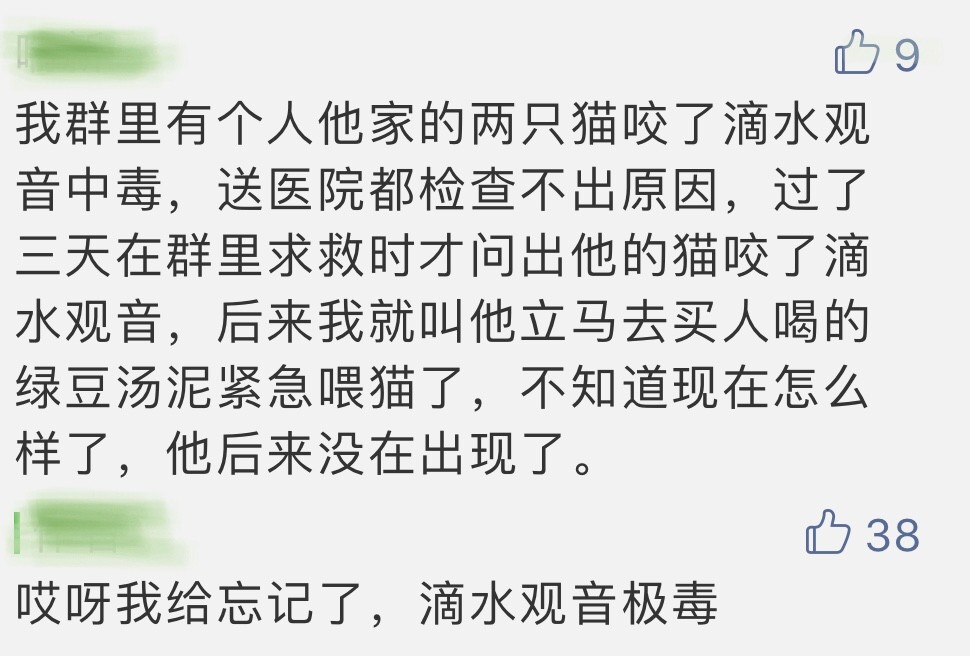 猫咪误食塑料要做手术存活率高吗,猫咪会误食哪些异物有危险