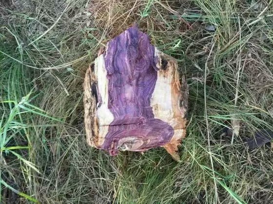 海南黄花梨和小叶紫檀金丝楠木,缅甸花梨和海南黄花梨的图片对比