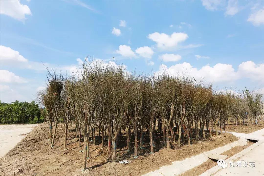 互联网时代下花木市场,互联网农业大数据