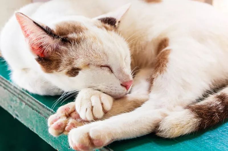 如何判断猫咪发烧,如何判断猫咪发了情