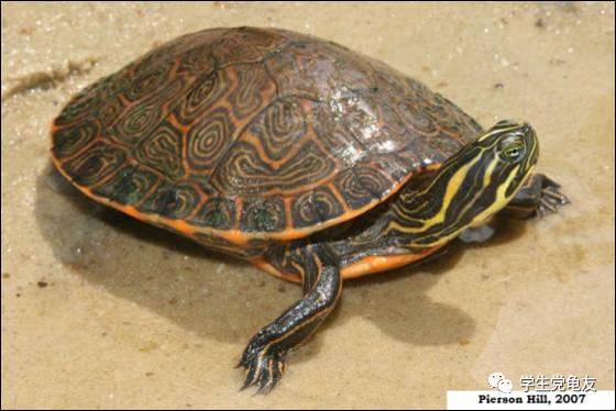 真假李逵——我们买到的“大河甜甜圈”是何许龟也?