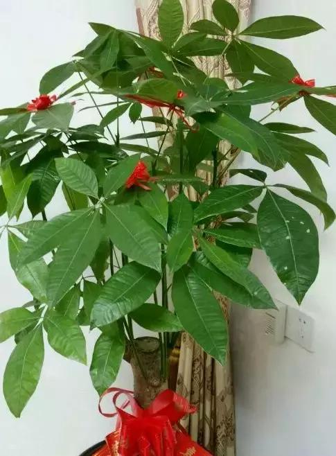 养花的盆要不要戳些洞,养花小知识小技巧大全图解