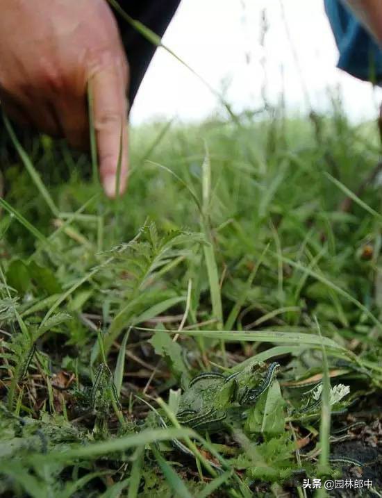 草坪食叶害虫爆发期防治方法,树叶一夜被吃光