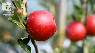 自驾29分钟到，昆明边大片红将军成熟可摘，1口糖心甜蜜又多汁