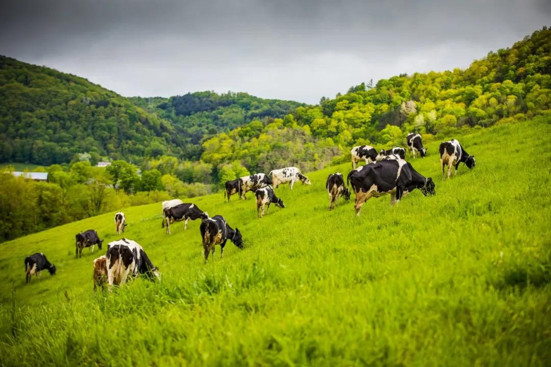 中产阶级的饮食,中产喝什么奶