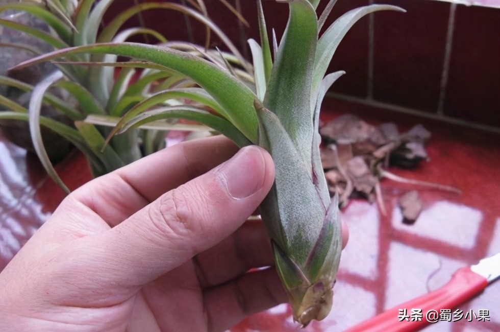 菠萝苗第二次结果怎么培育,怎么培育菠萝幼苗的