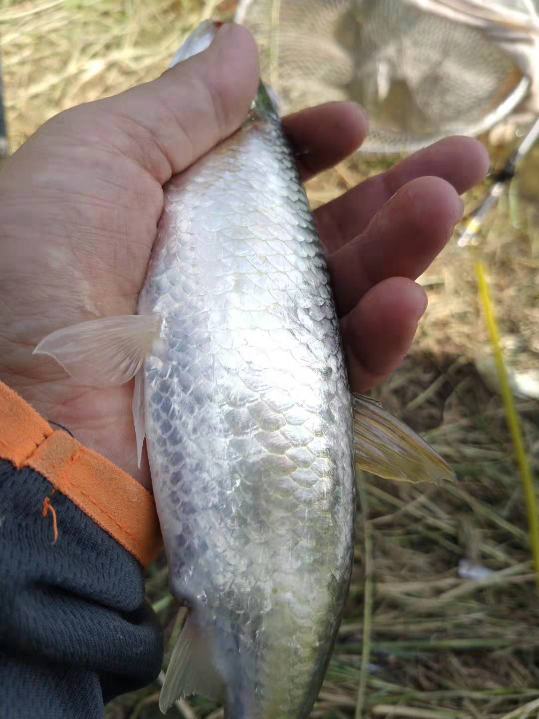 冬季野钓小白条太多,冬天大风大浪野钓白条技巧