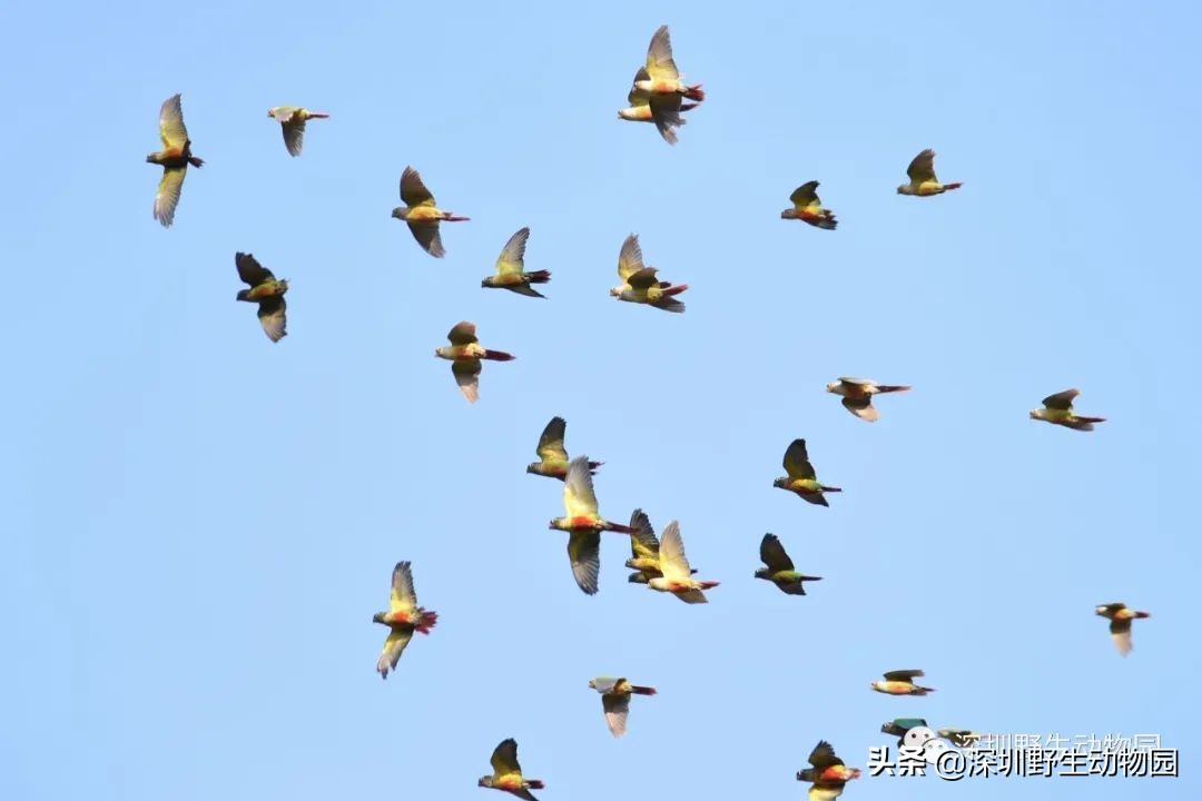 鹦鹉没有热搜吗,什么样的鹦鹉不学话