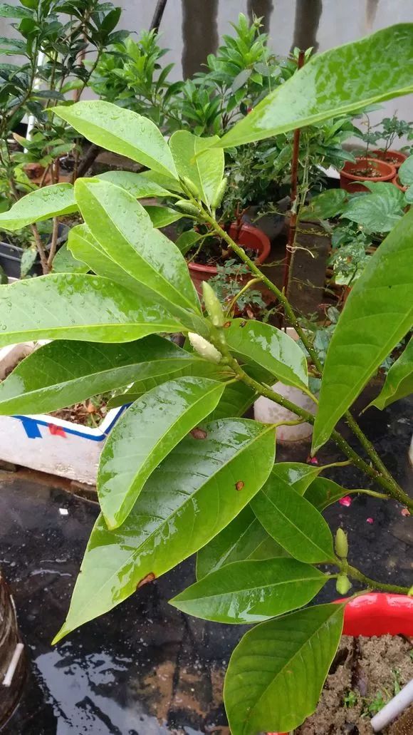 4种花超级好养,4种花超好养的