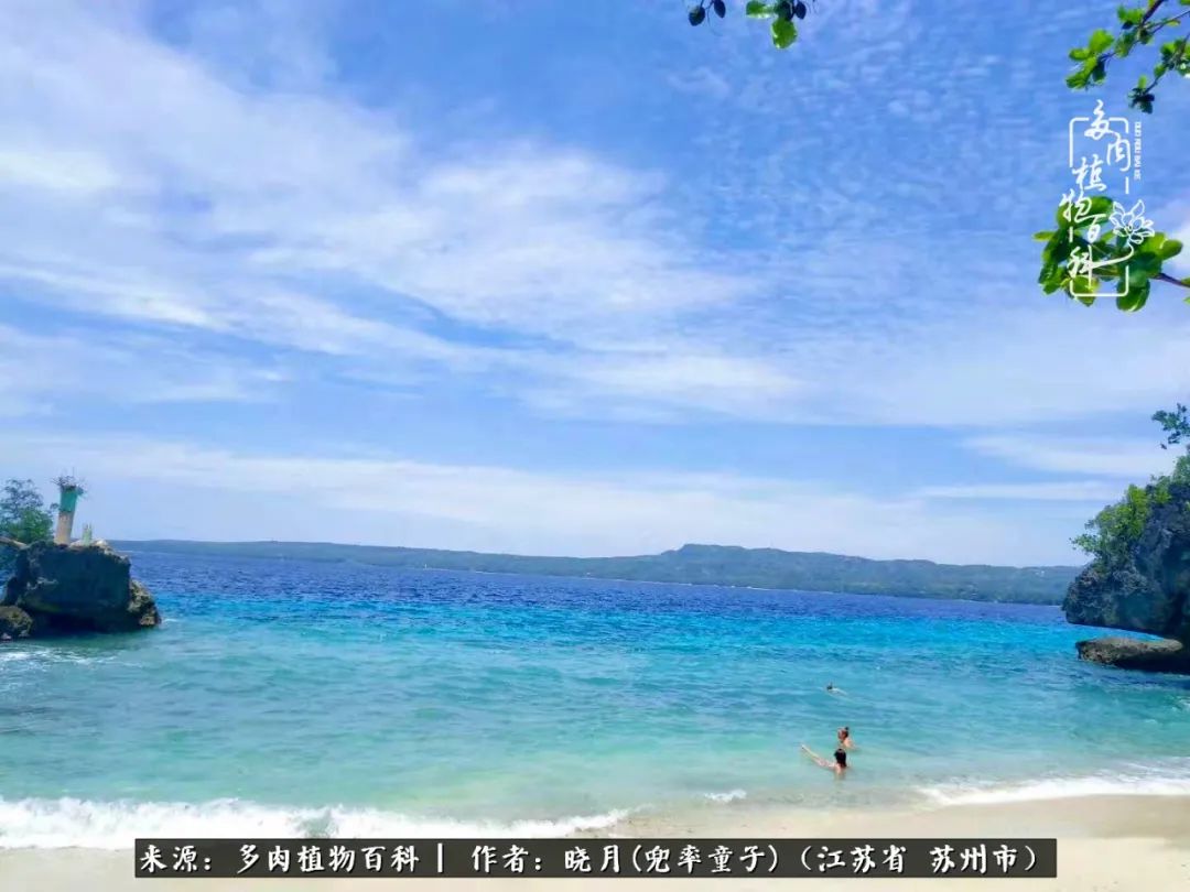 六年时间环游22个国家,却被多肉小萌物征服