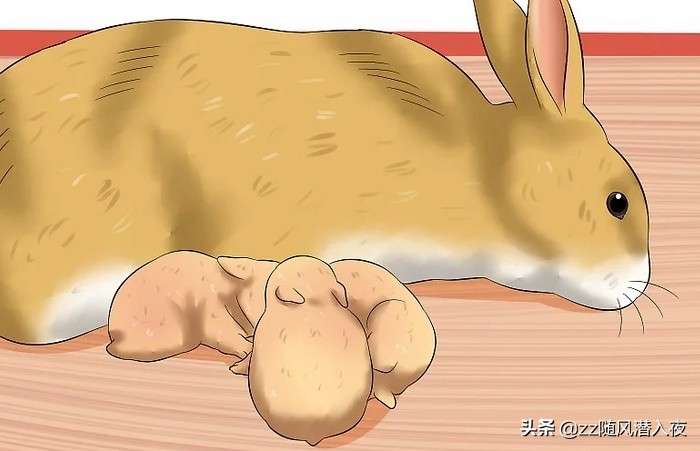 怎么照顾怀孕的兔子,如何照顾怀孕的兔子