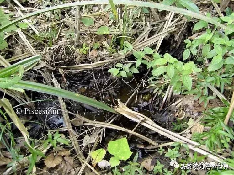 寻找黑暗世界的女神──帕斯风斗鱼