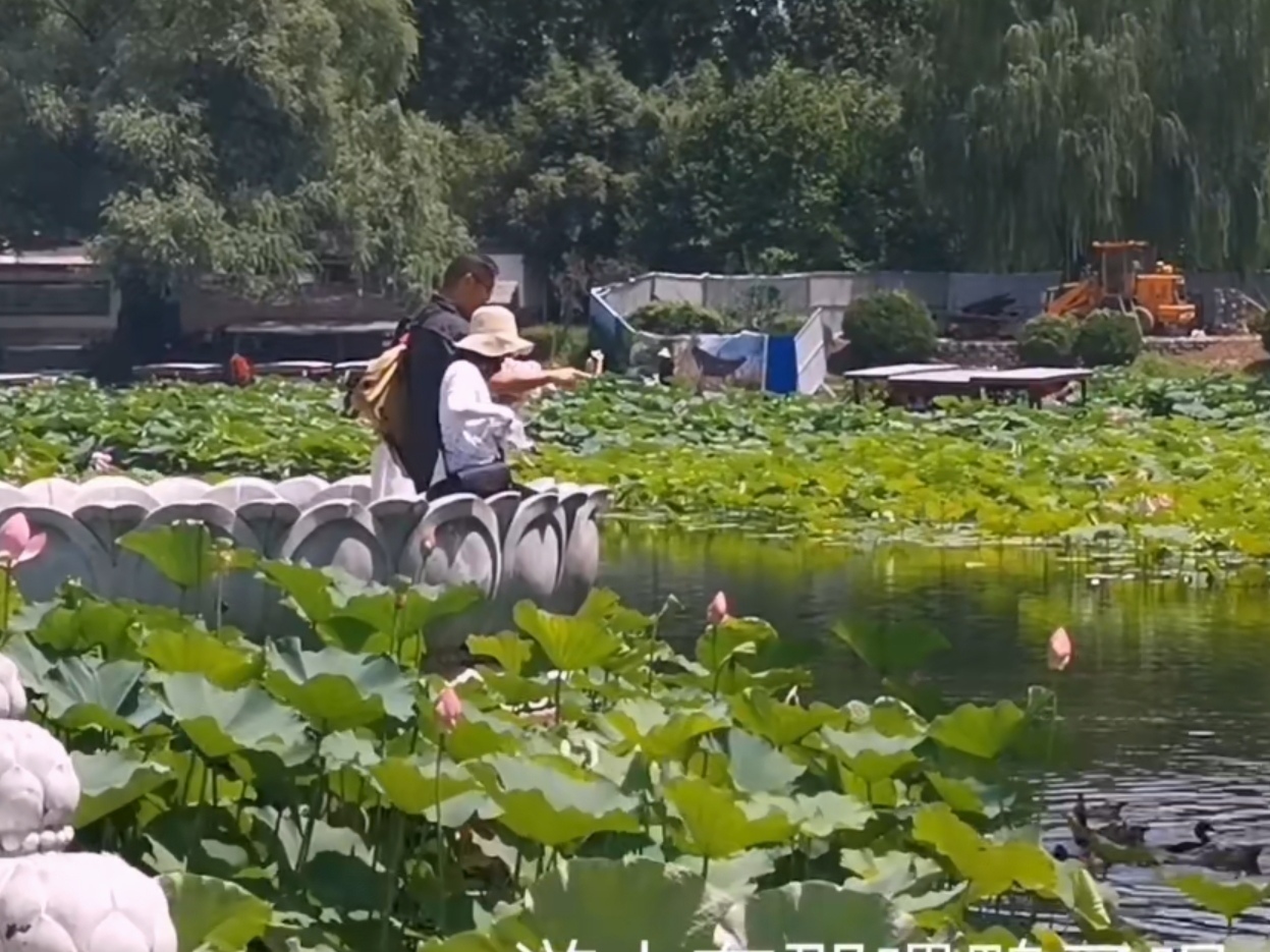 紫竹院公园湖边漫步随拍荷花美景,紫竹院公园荷花