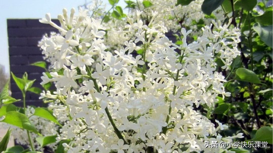 六年级上册语文小卷第四单元作文,六年级上册语文第4单元写作范文