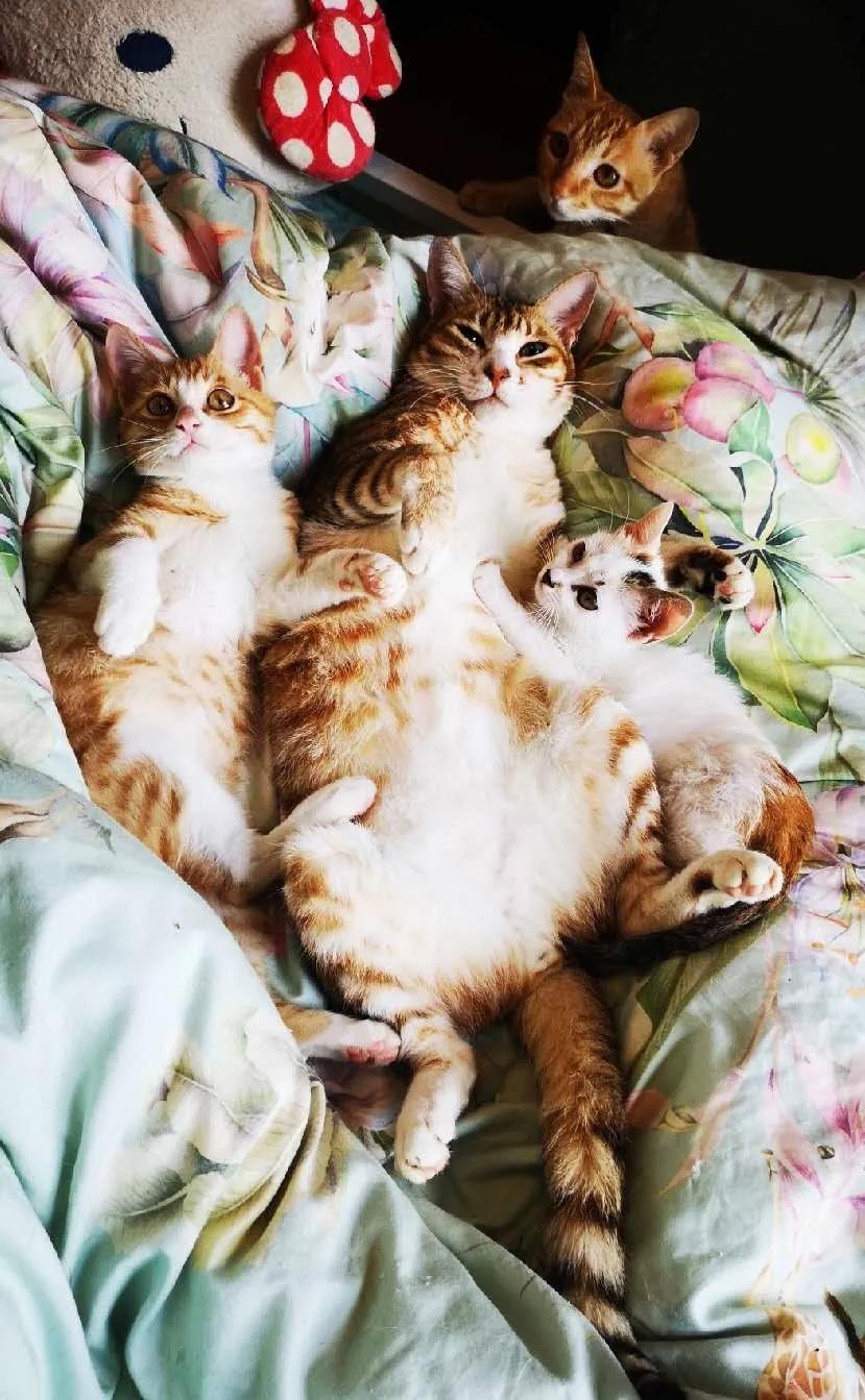 新手养猫小指南,新手养猫攻略