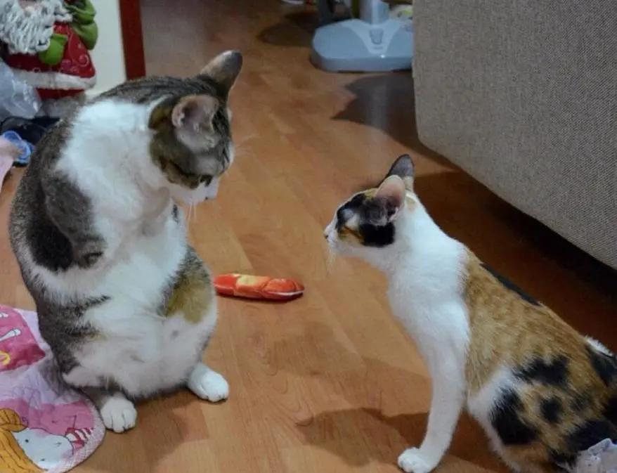 残疾猫能成为一个合格的猫妈妈吗？