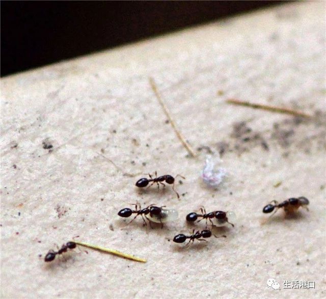 家里有小蚂蚁怎么彻底消除灭蚁药,家里房顶有蚂蚁怎样灭蚁