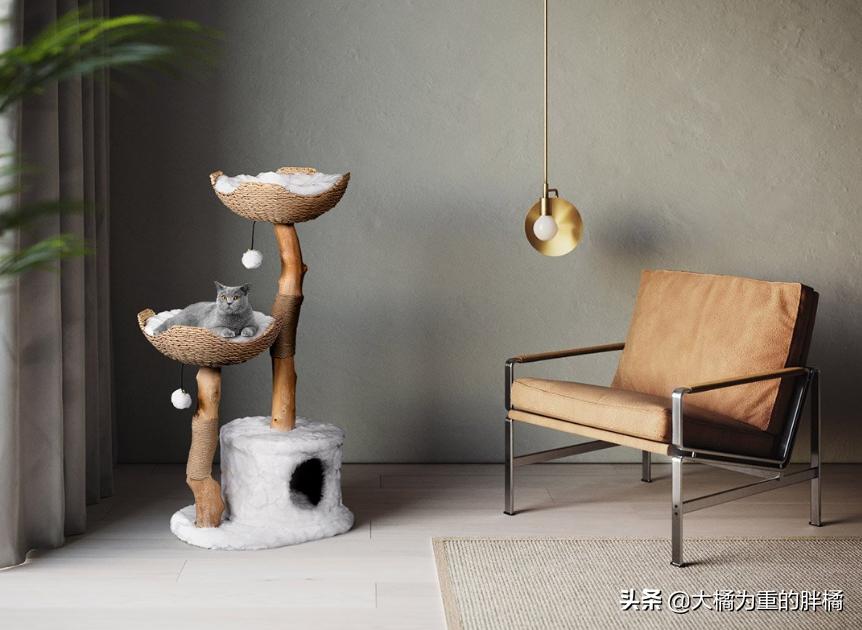 猫爬架危险,猫咪从猫爬架摔下来有事吗