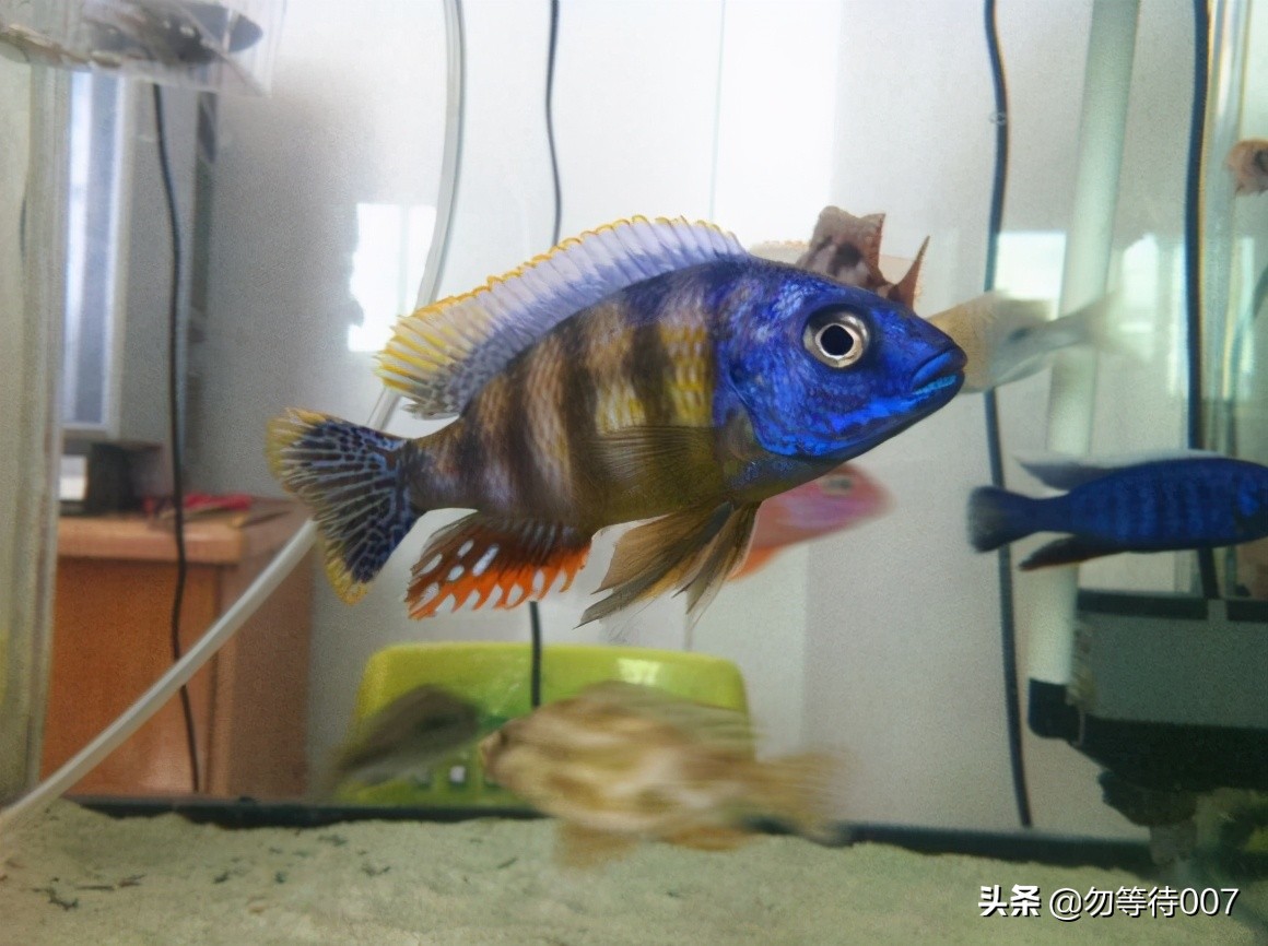 激素鱼怎么养 (激素鱼能不能长大)