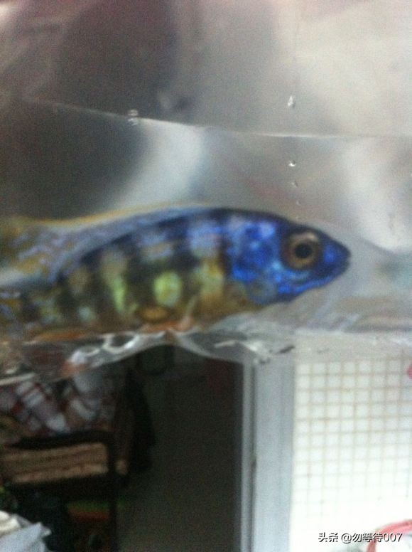 激素鱼怎么养 (激素鱼能不能长大)