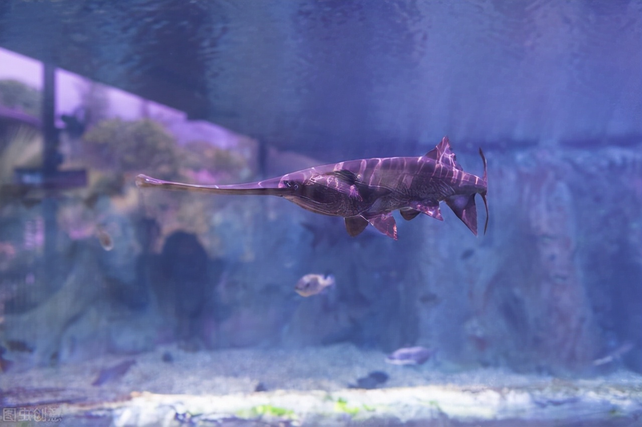 三峡大坝修建后中华鲟怎么产卵,中华鲟能长多大有多少米